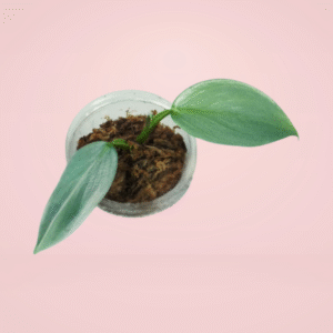 Philodendron Hastatum Silver Sword