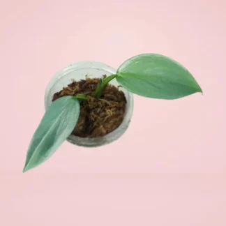 Philodendron Hastatum Silver Sword