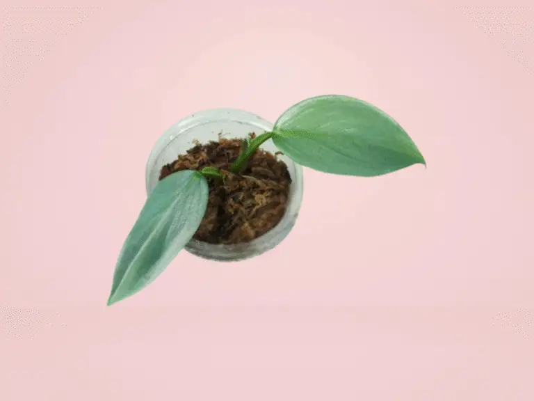 Philodendron Hastatum Silver Sword