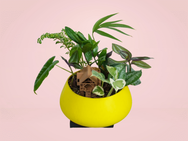 Terrarium Casa del Arbol - Imagen 2