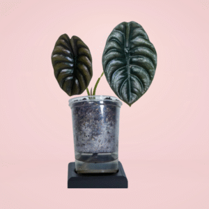 Alocasia Cuprea