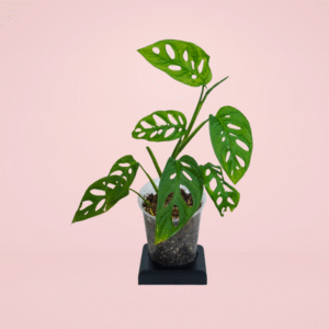 Monstera Adansonii