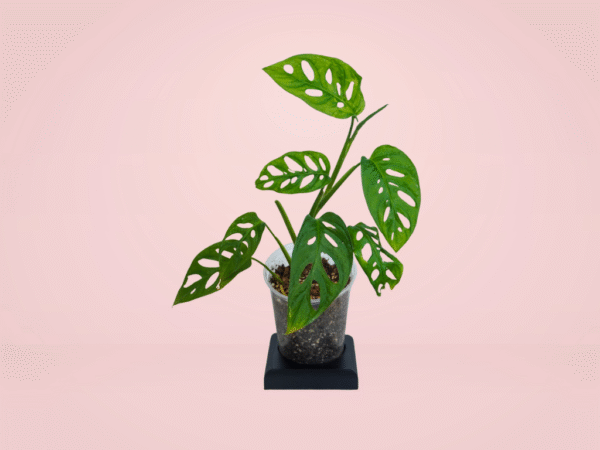 Monstera Adansonii