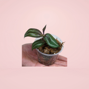 Tradescantia Zebrina Tikal