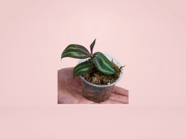 Tradescantia Zebrina Tikal