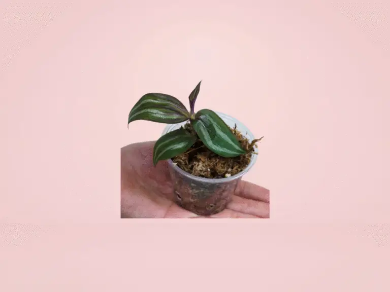 Tradescantia Zebrina Tikal