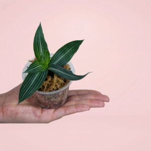 Tradescantia Elegans