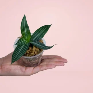 Tradescantia Elegans