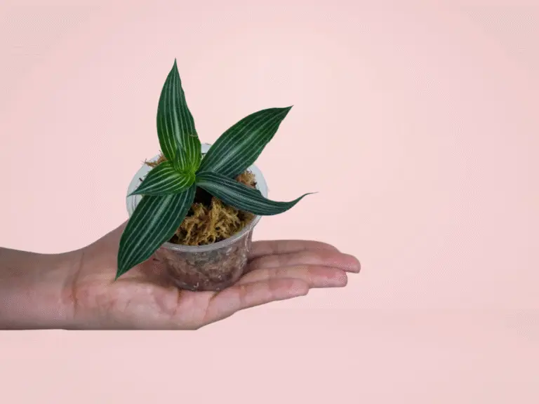 Tradescantia Elegans