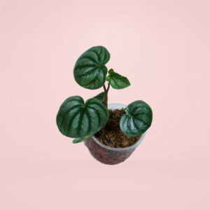 Peperomia Watermelon