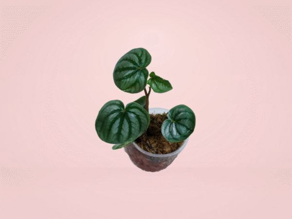 Peperomia Watermelon