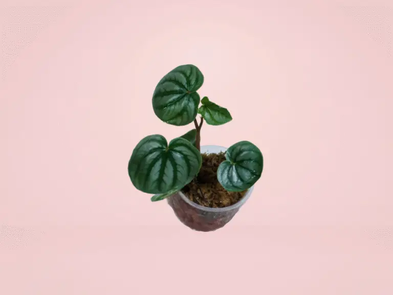 Peperomia Watermelon
