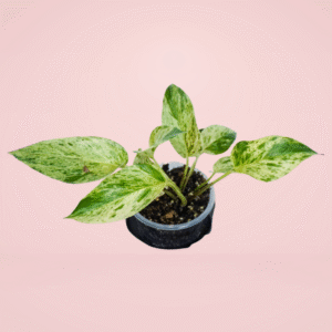 Pothos Marble Queen