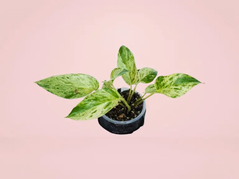Pothos Marble Queen