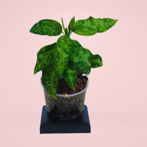 Aglonema Pictun Tricolor