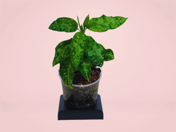 Aglonema Pictun Tricolor