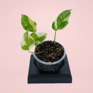 Pothos N' Joy