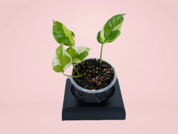 Pothos N' Joy