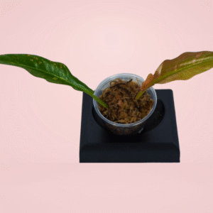 Philodendron Ring of Fire