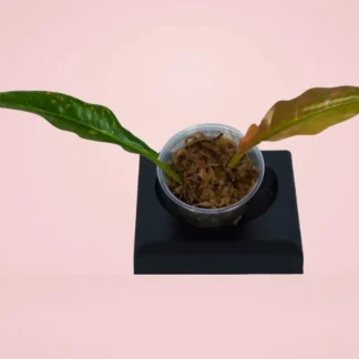 Philodendron Ring of Fire