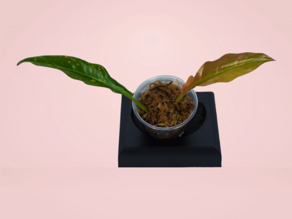Philodendron Ring of Fire
