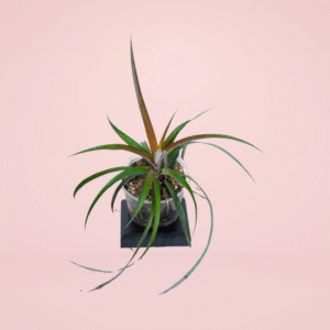 Dyckia