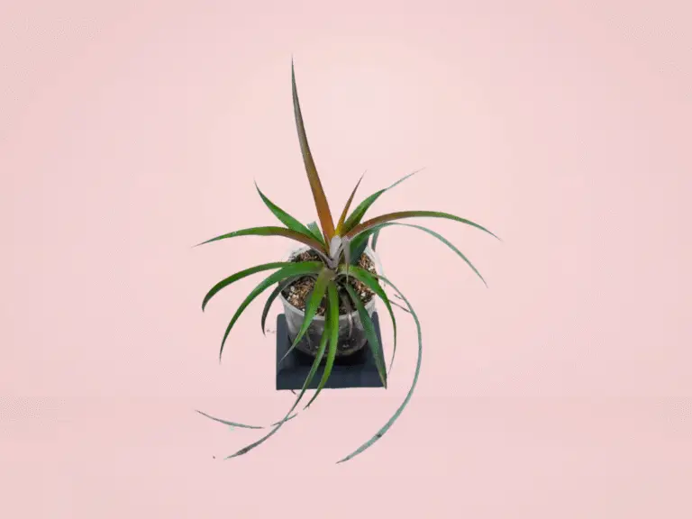 Dyckia