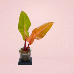 Philodendron Orange