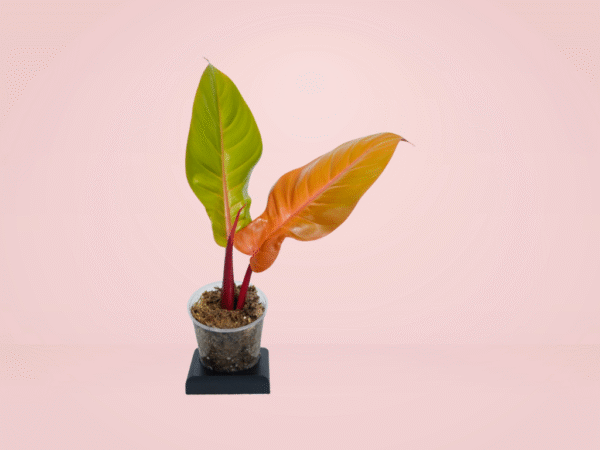 Philodendron Orange