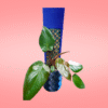 Philodendron Pink Princess - Imagen 2