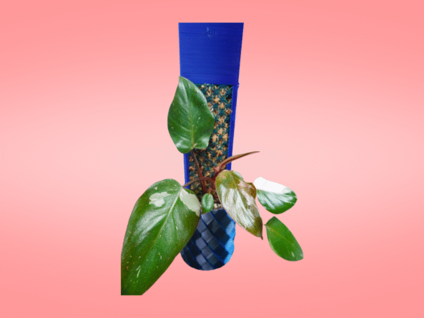 Philodendron Pink Princess - Imagen 2