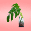 Monstera Deliciosa - Imagen 2