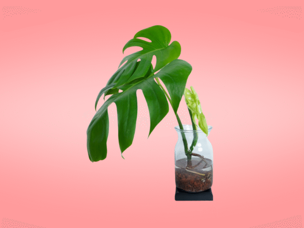 Monstera Deliciosa - Imagen 2
