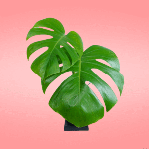 Monstera Deliciosa