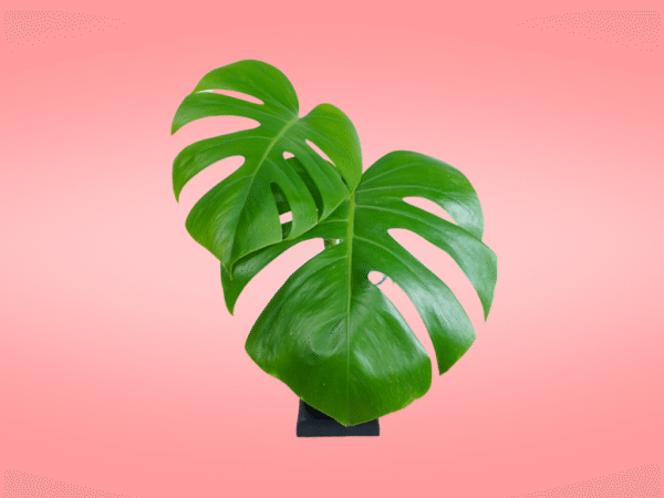 Monstera Deliciosa