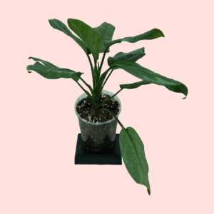Aglonema Silver