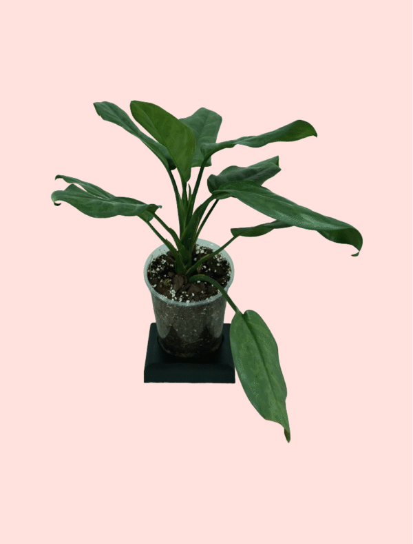 Aglonema Silver