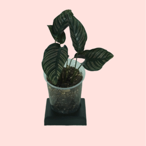 Calathea Ornata
