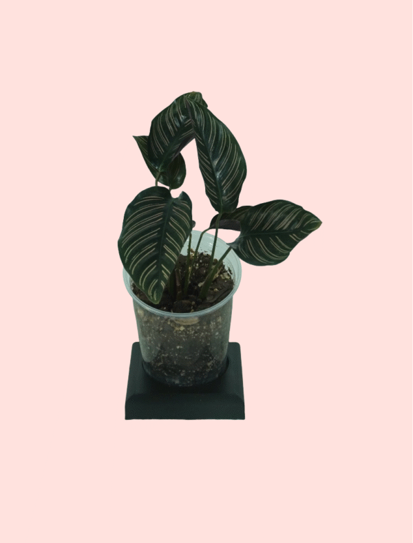 Calathea Ornata