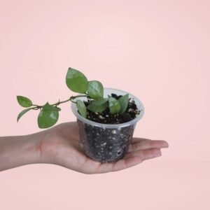 Hoya Krohniana 'Silver'