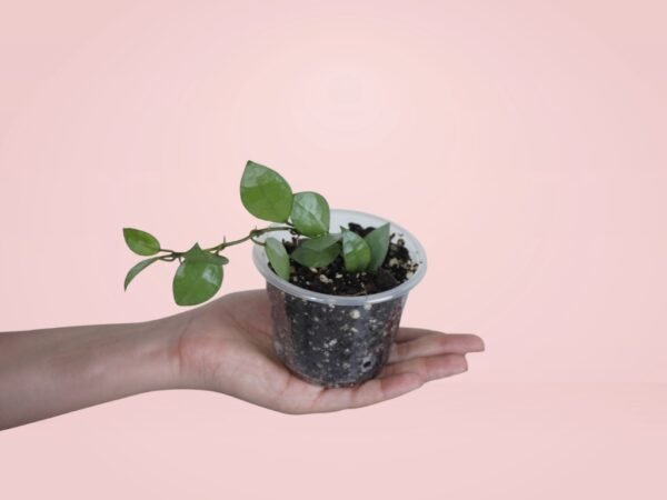 Hoya Krohniana 'Silver'