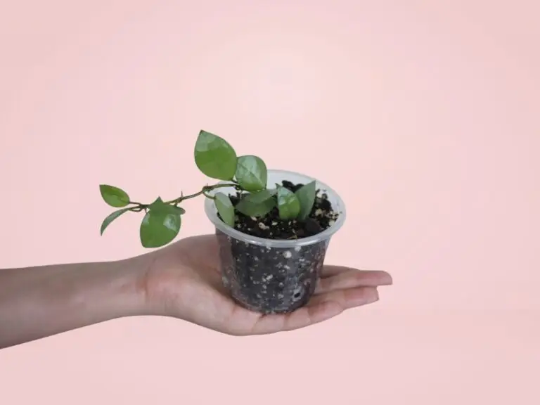 Hoya Krohniana 'Silver'