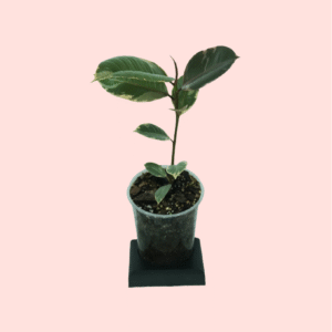 Ficus Elastica Ruby - Mini