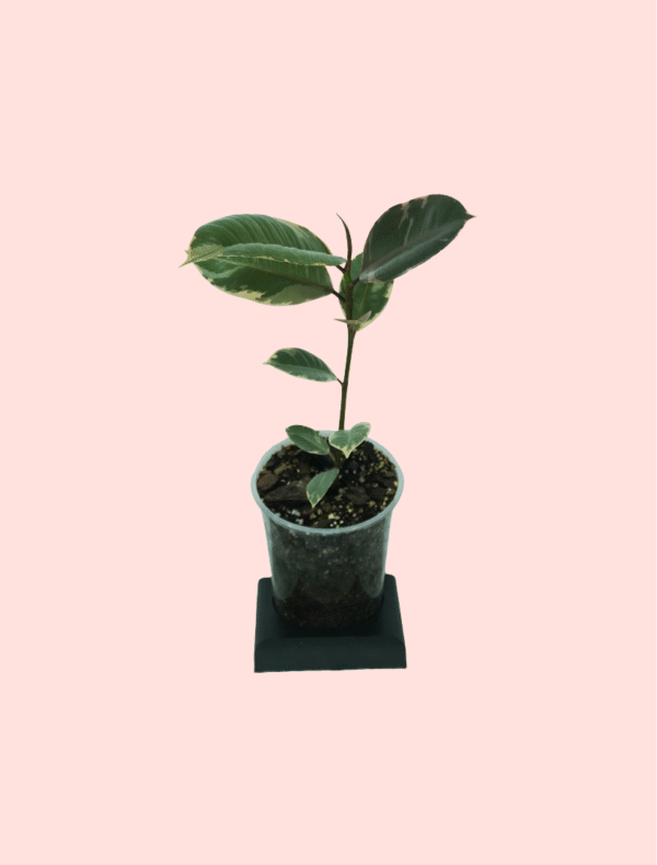 Ficus Elastica Ruby - Mini