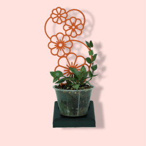 Hoya Krohniana Silver Super Splash