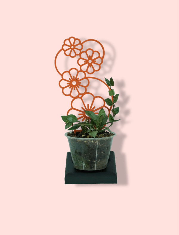 Hoya Krohniana Silver Super Splash