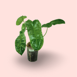 Philodendron Paraiso Verde