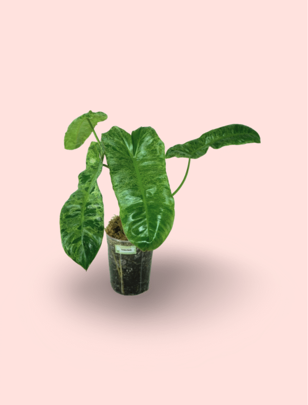Philodendron Paraiso Verde