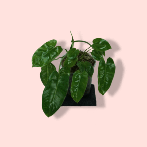 Philodendron Burkle Max