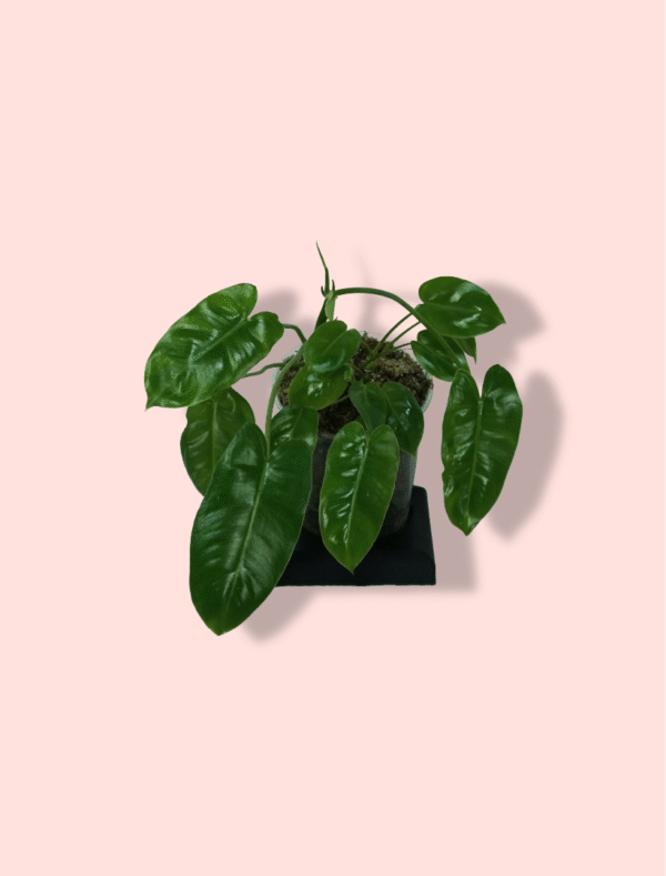 Philodendron Burkle Max